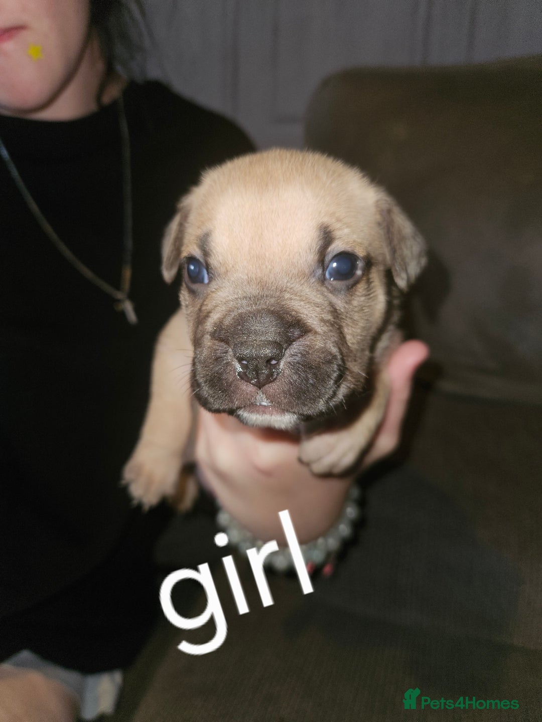 American Bully dogs for sale: Pocket bully puppies - Image 8