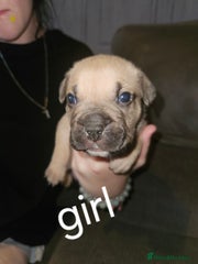 American Bully Puppy 8