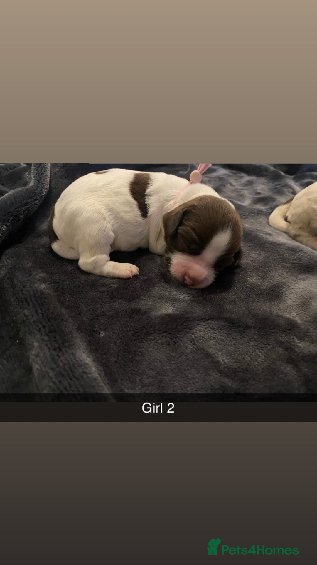 Cocker Spaniel dogs for sale: Working cocker spaniel puppies  - Advert 7