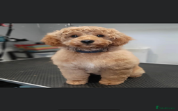 Cavapoo dogs for sale: F1B OUTSTANDING RARE RAINBOW 🌈 BABIES (Cavapoo)  - Image 22