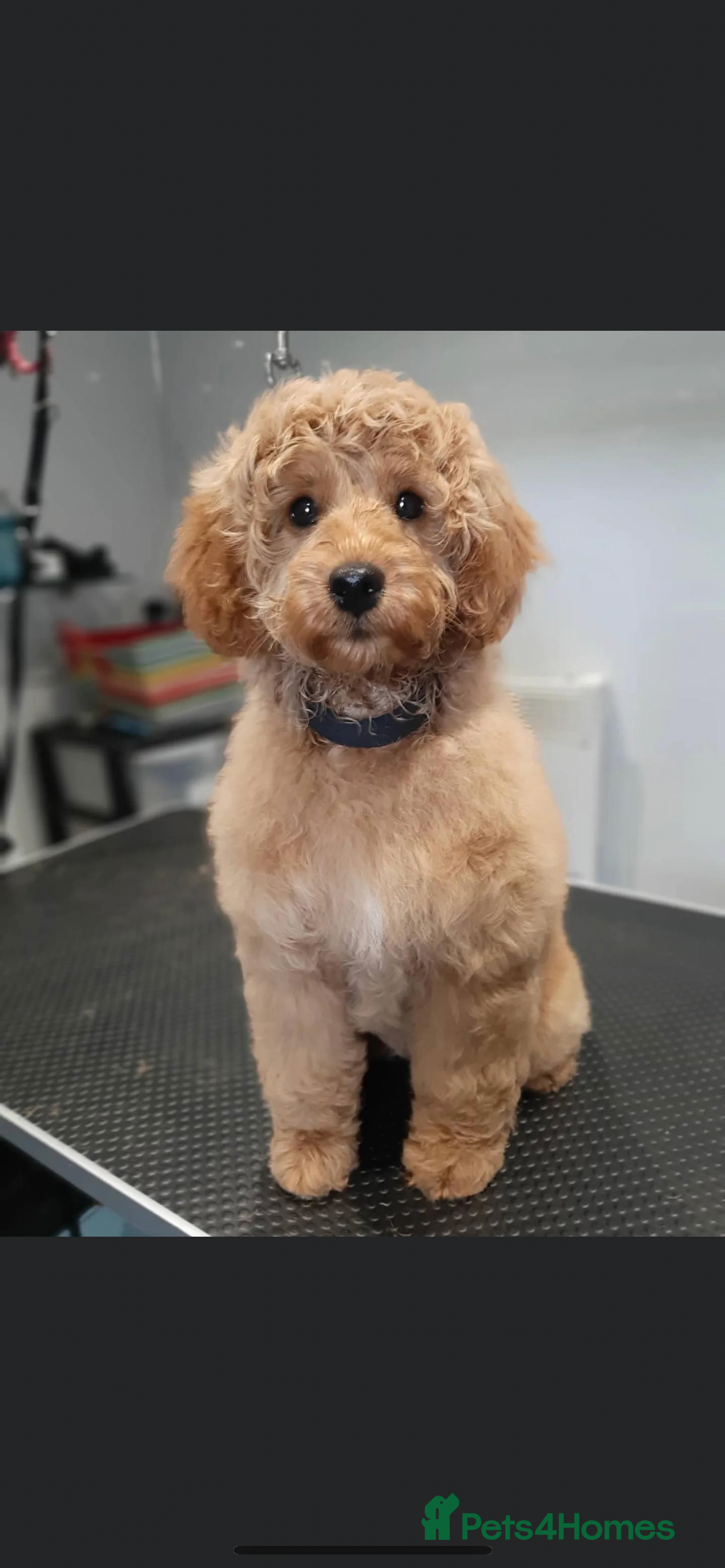 Cavapoo dogs for sale: F1B OUTSTANDING RARE RAINBOW 🌈 BABIES (Cavapoo)  - Image 22
