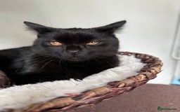 Scottish Fold cats for sale: LAST  GIRL LEFT ❤️ in Chatham - Image 1