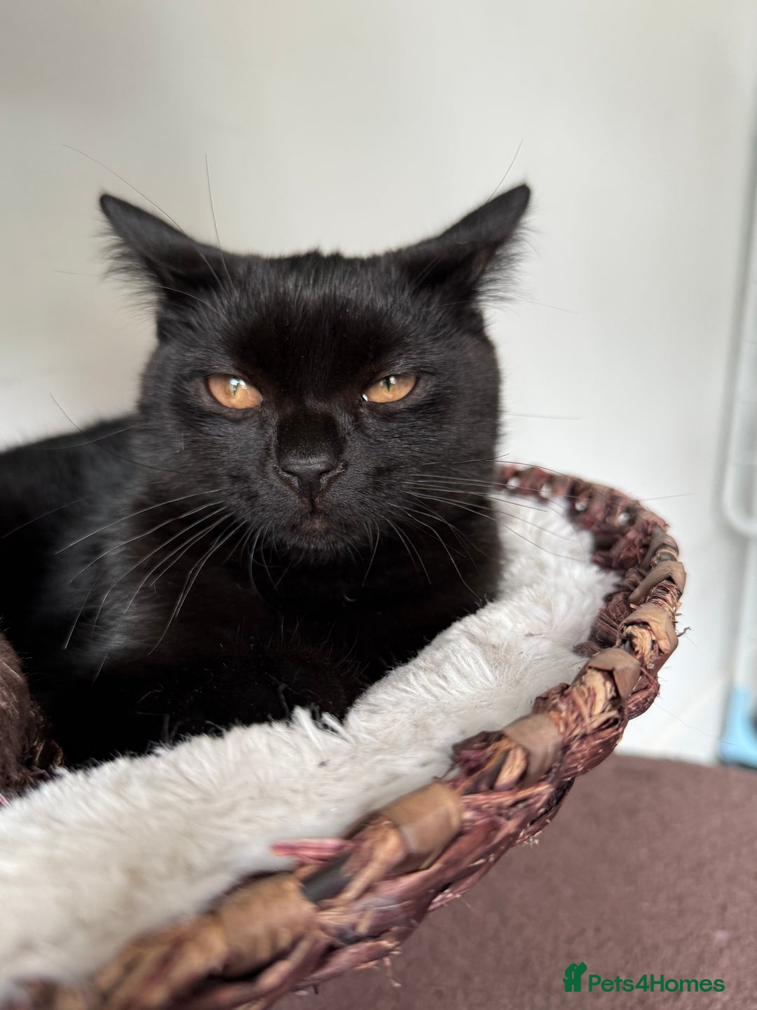 Scottish Fold cats for sale: LAST  GIRL LEFT ❤️ in Chatham - Image 1