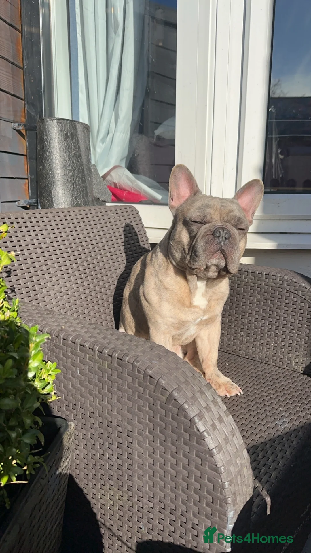 French Bulldog dogs for sale: 4 year old frenchie  - Advert 2
