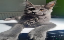 Maine Coon cats for sale: Solid Blue Poly boy 5 Pedigree TICA Maine coon - Image 2