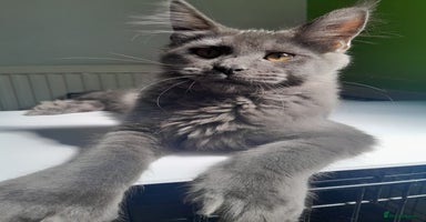 Maine Coon cats - Advert 7