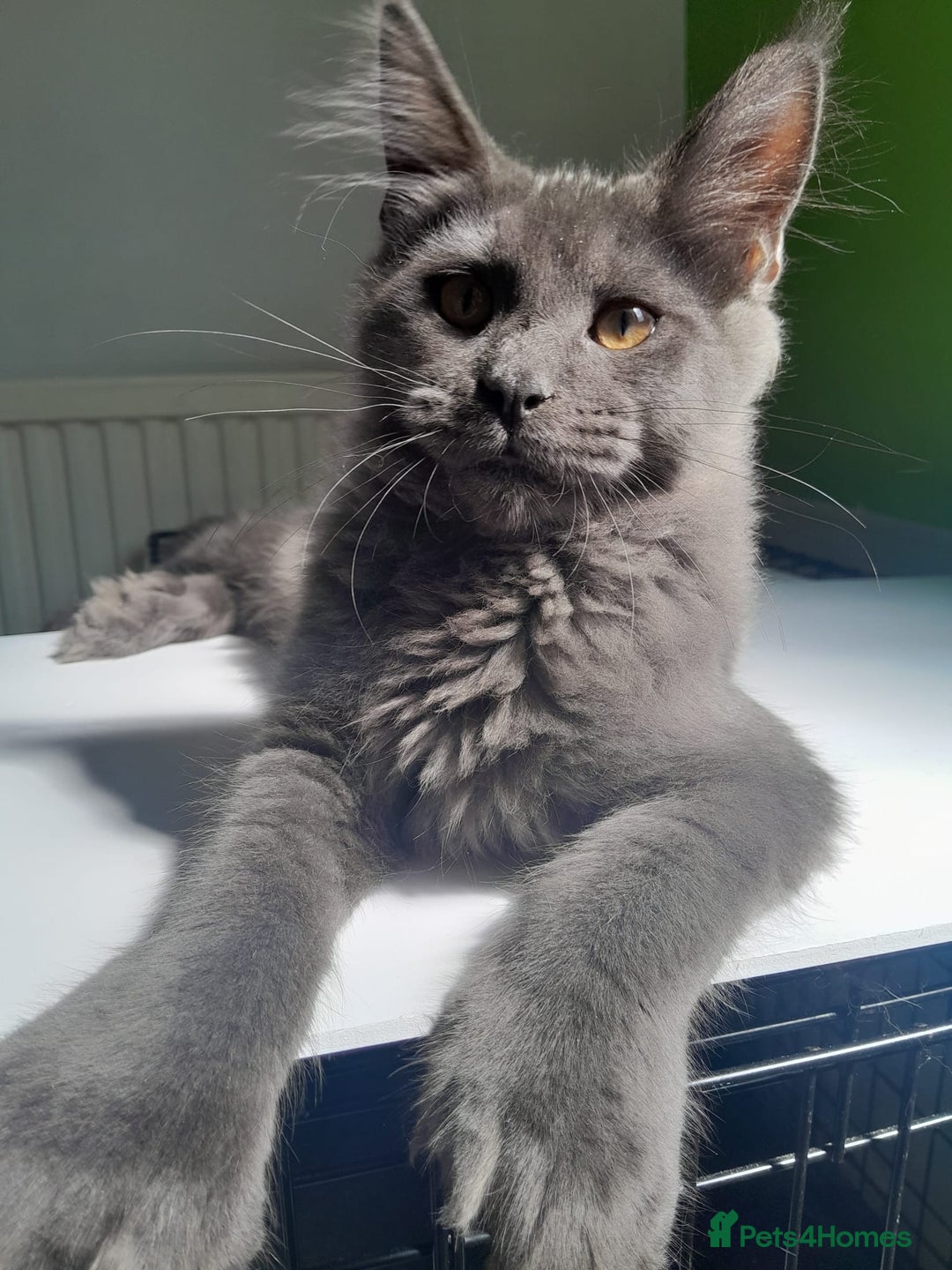 Maine Coon cats for sale: Solid Blue Poly boy 5 Pedigree TICA Maine coon - Image 2