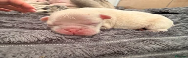 French Bulldog 5
