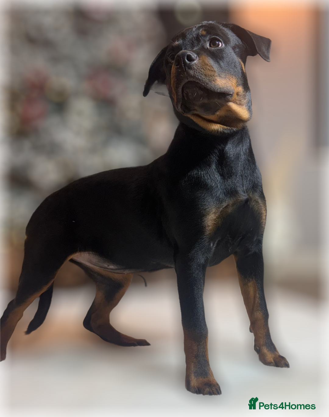 Rottweiler dogs for sale: ROTTWEILER PUPPIES. KC REGISTERED. FREE INSURANCE. - Advert 17