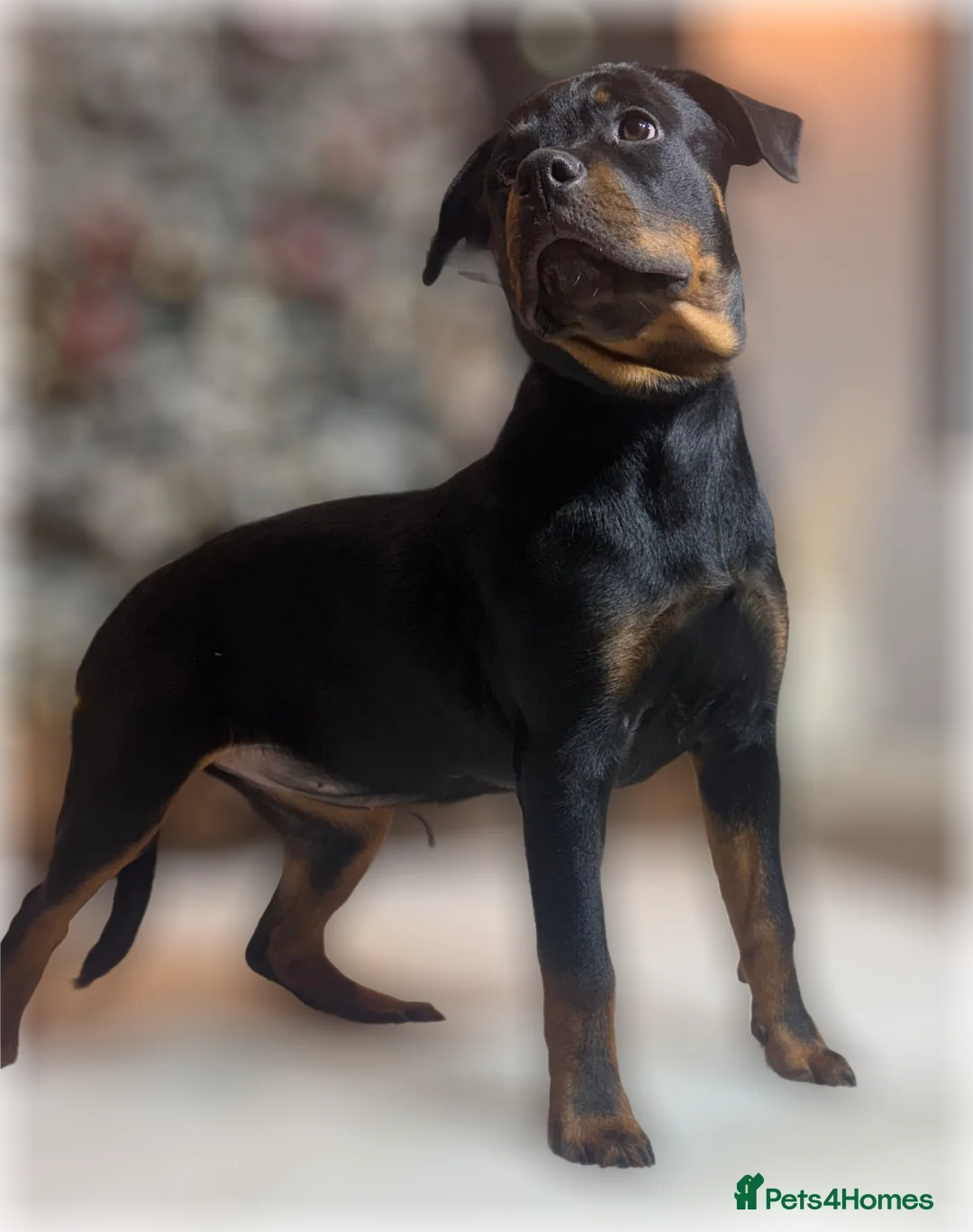 Rottweiler dogs for sale: ROTTWEILER PUPPIES. KC REGISTERED. FREE INSURANCE. - Advert 17