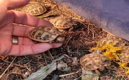 Tortoise reptiles for sale: HERMANNS TORTOISE BABIES HATCHED UK JULY 2025 - Image 6