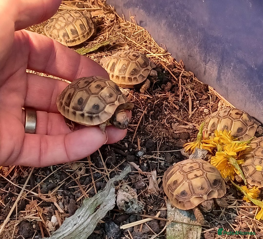 Tortoise reptiles for sale: HERMANNS TORTOISE BABIES HATCHED UK JULY 2025 - Image 6
