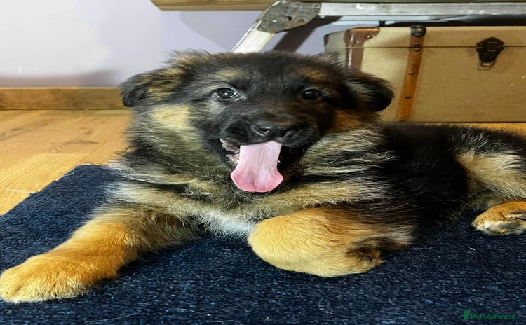 German Shepherd dogs - Advert 14