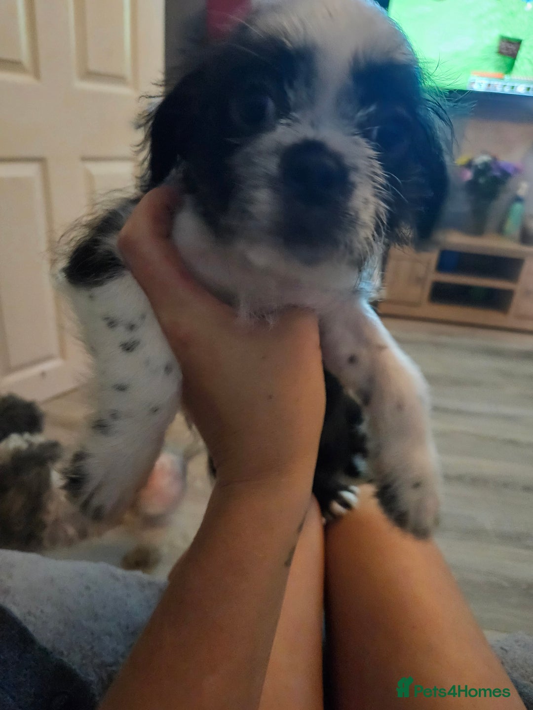 Mixed Breed dogs for sale: Shitzu cross pug - Image 4