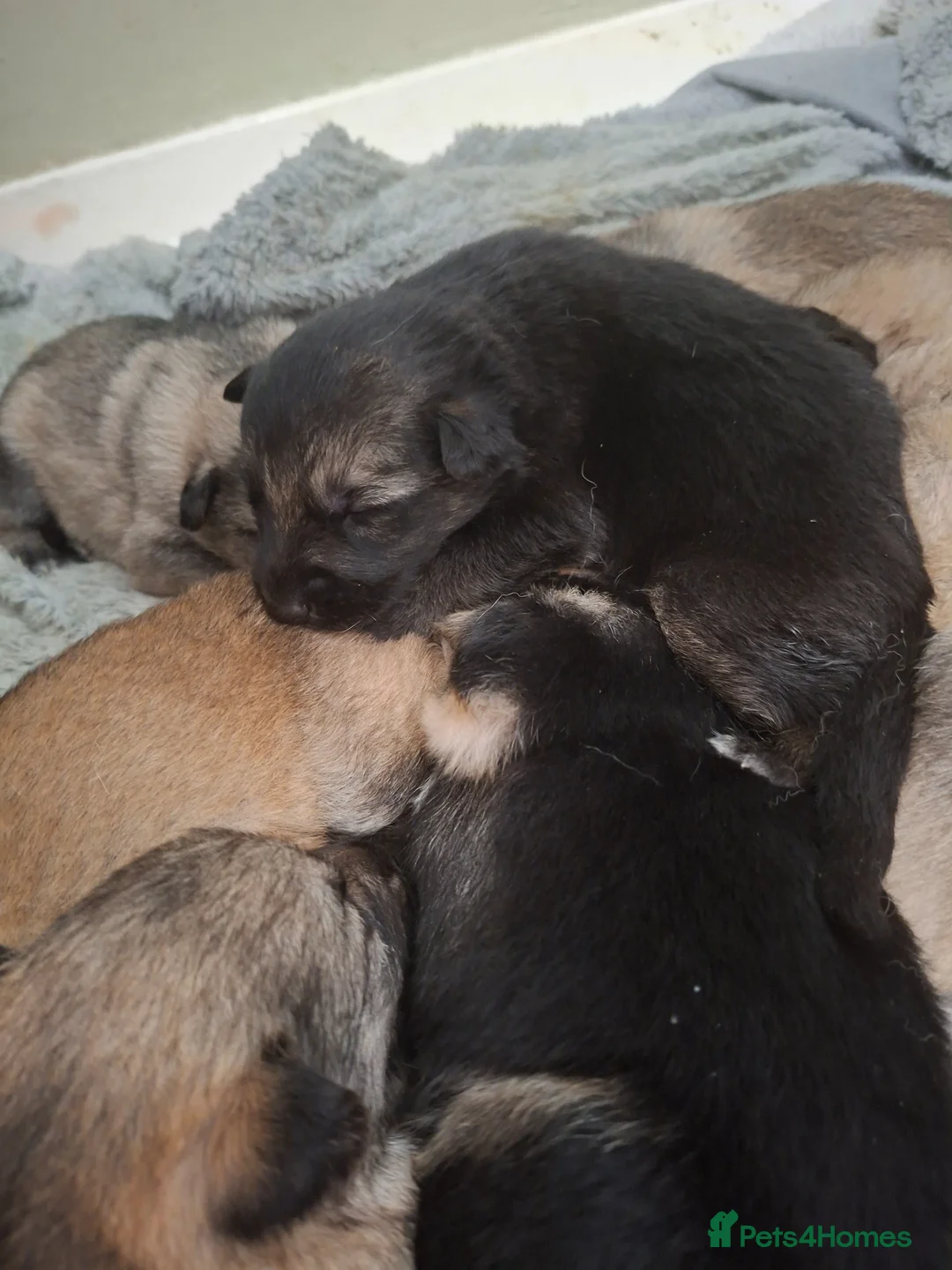 German Shepherd dogs for sale: German shepherd pups - Advert 2