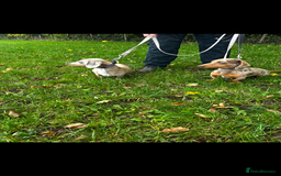 Miniature Dachshund dogs for sale: Miniature Dachshunds for sale - Image 3