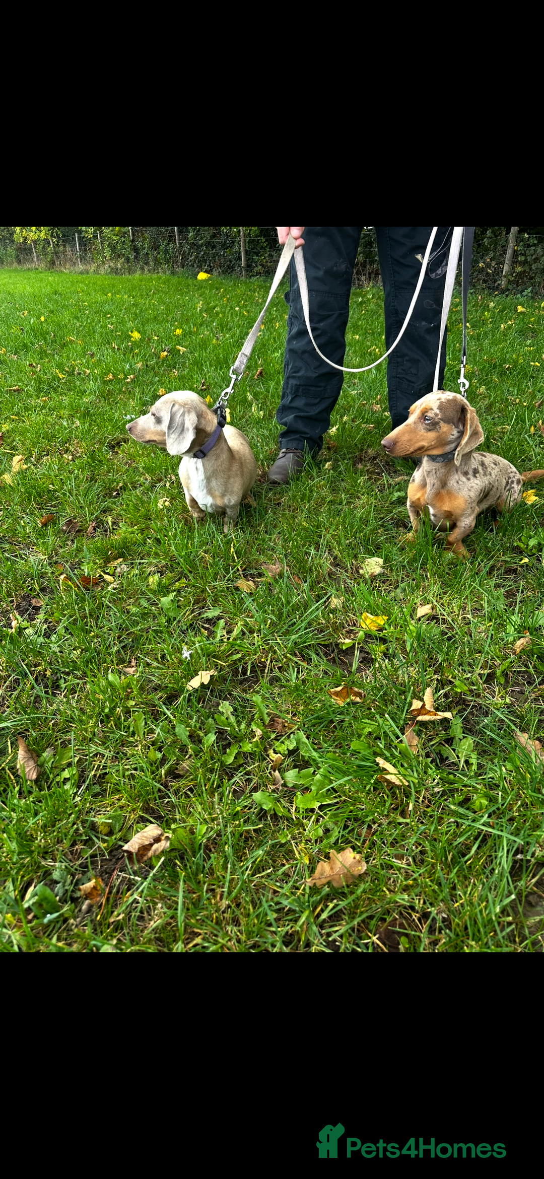 Miniature Dachshund dogs for sale: Miniature Dachshunds for sale - Image 3