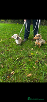 Miniature Dachshund dogs - Advert 13