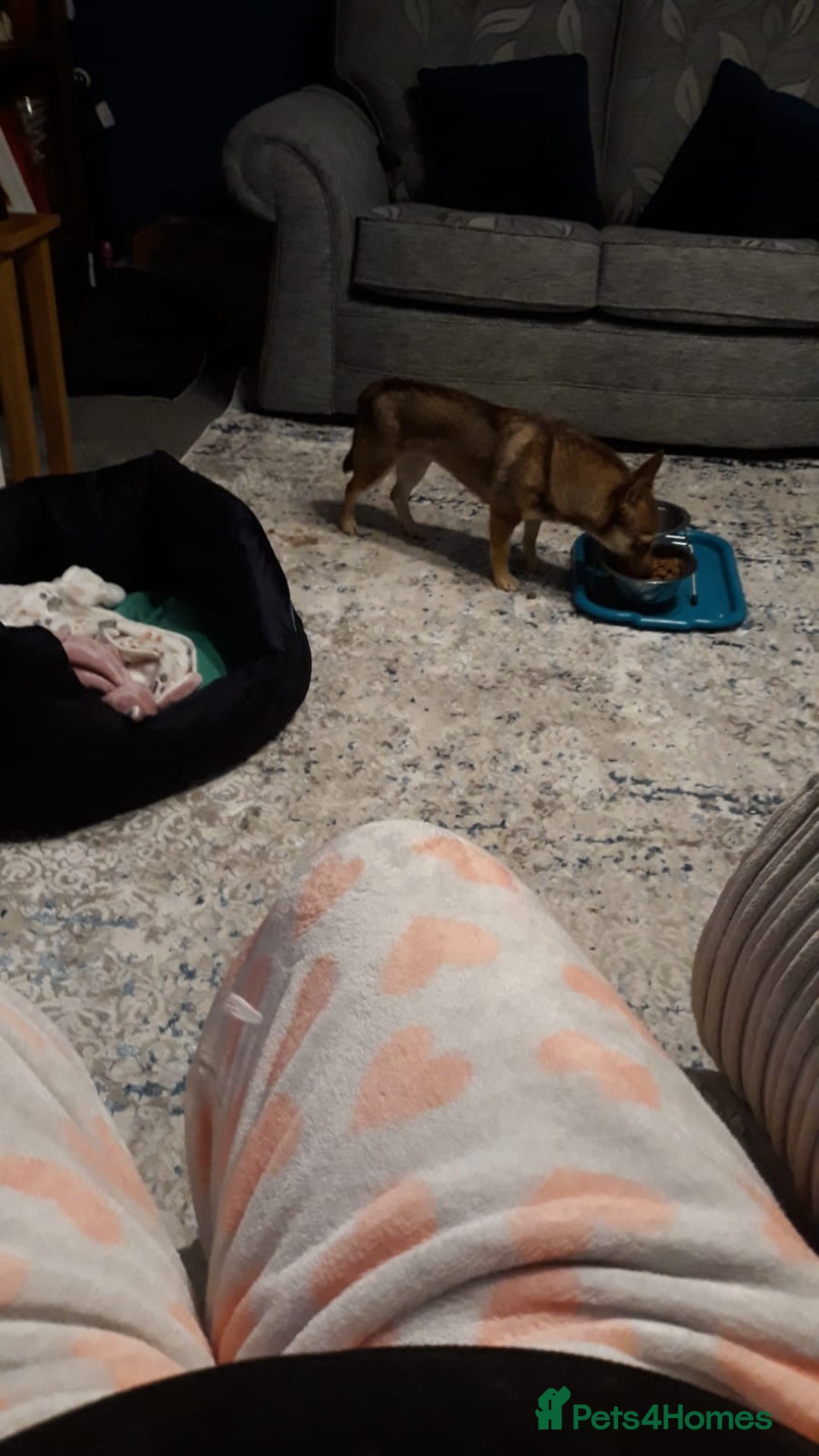 Mixed Breed dogs for adoption: FOXY - a Lovely, shy girl, for a very Loving Home - Advert 15