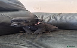Patterdale Terrier dogs for sale: Stunning Patterdale pups  - Image 6