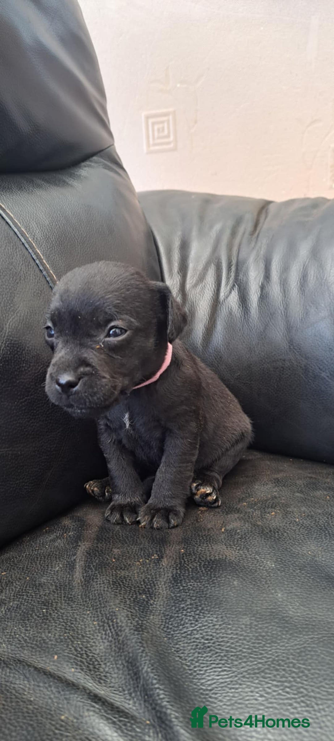 Patterdale Terrier dogs for sale: Stunning Patterdale pups  - Image 6