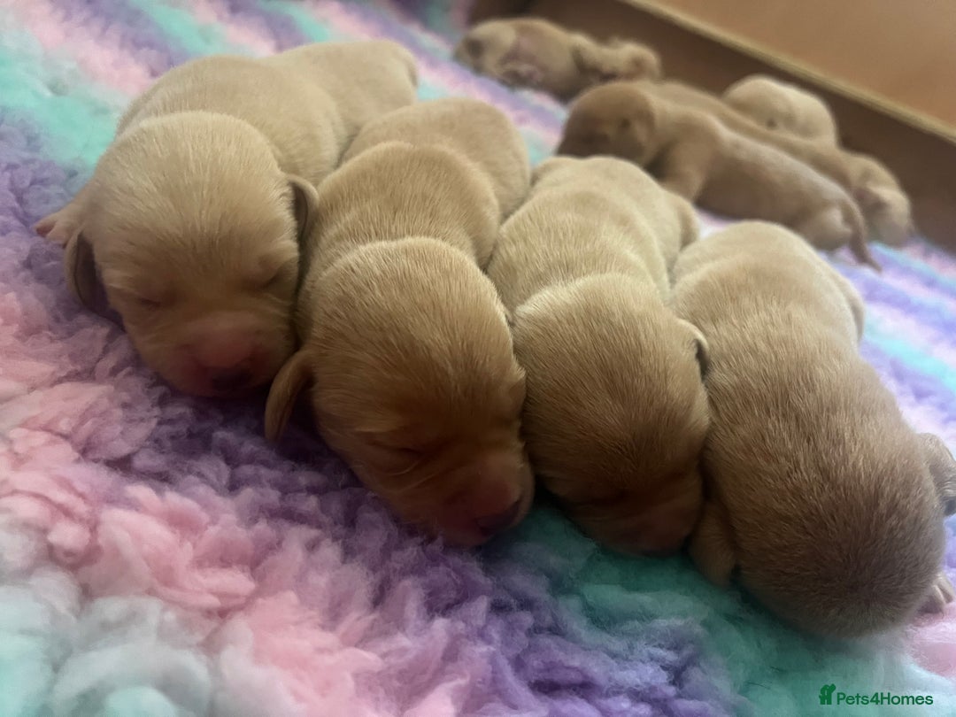 Labrador Retriever dogs for sale: 2 Labrador Retrievers girls left  - Advert 9