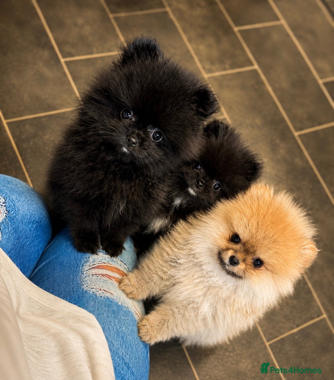 Pomeranian dogs Ready for Triple the Fluff! Our Pomeranian Trio  - Advert 6