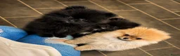 Pomeranian dogs for sale: Ready for Triple the Fluff! Our Pomeranian Trio  - Advert 1