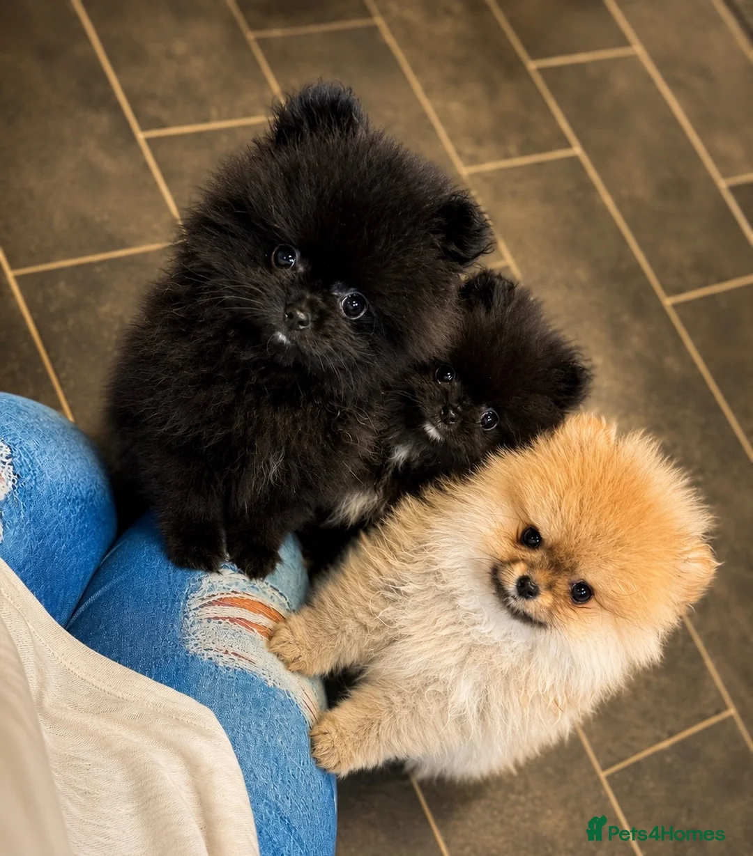 Pomeranian dogs for sale: Ready for Triple the Fluff! Our Pomeranian Trio  - Advert 1