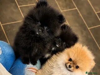 Pomeranian dogs Ready for Triple the Fluff! Our Pomeranian Trio - Advert 1