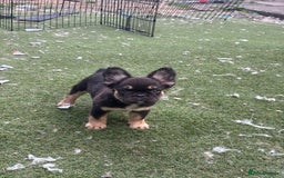 French Bulldog dogs for sale: Beautiful French bulldog girls (ready now) - Image 20