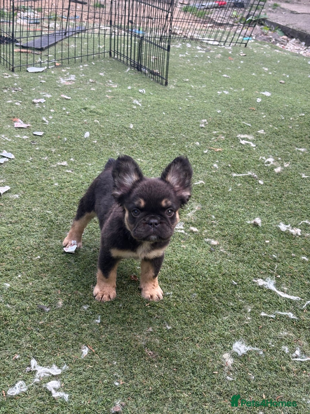 French Bulldog dogs for sale: Beautiful French bulldog girls (ready now) - Image 20