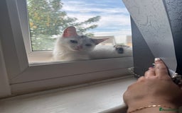Domestic Shorthair cats for sale: 14 week Kitten - Image 3