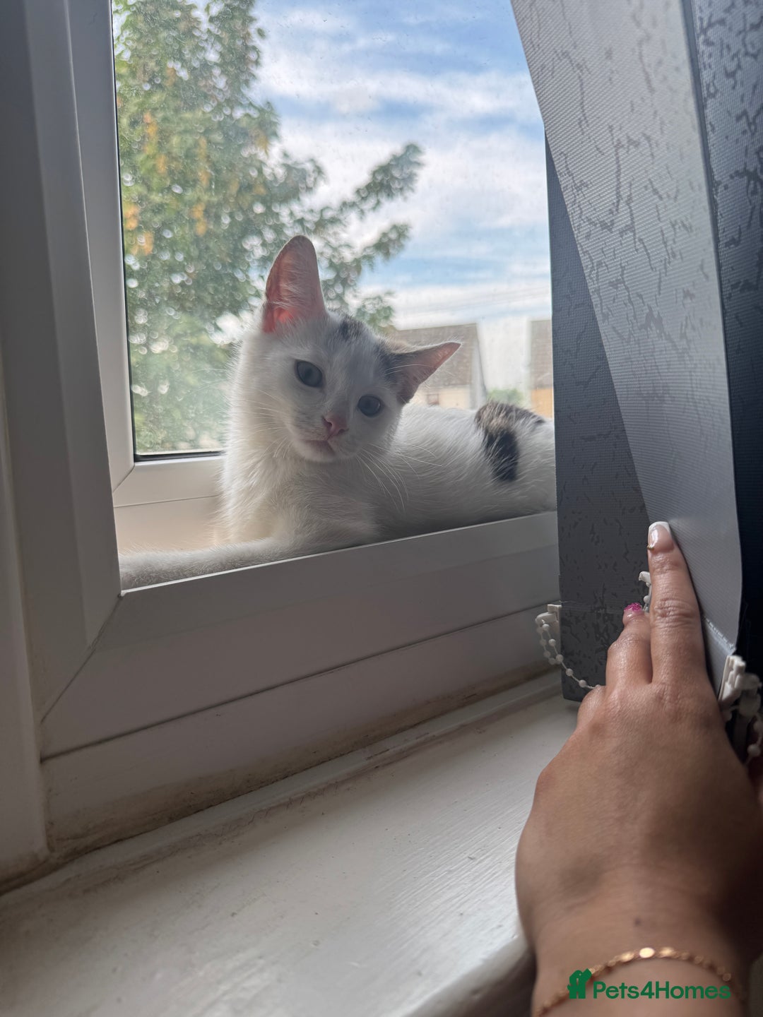 Domestic Shorthair cats for sale: 14 week Kitten - Image 3