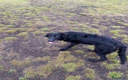 Mixed Breed dogs for sale: 6 month old Labrador german shepherd  - Image 6