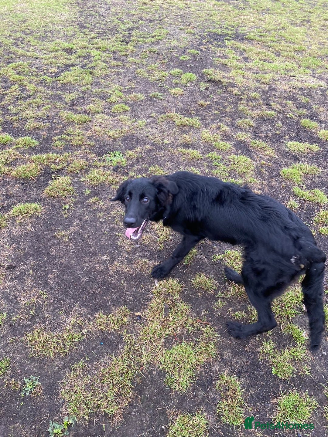 Mixed Breed dogs for sale: 6 month old Labrador german shepherd  - Image 6