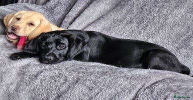 Labrador Retriever dogs in Cumnock - Advert 1