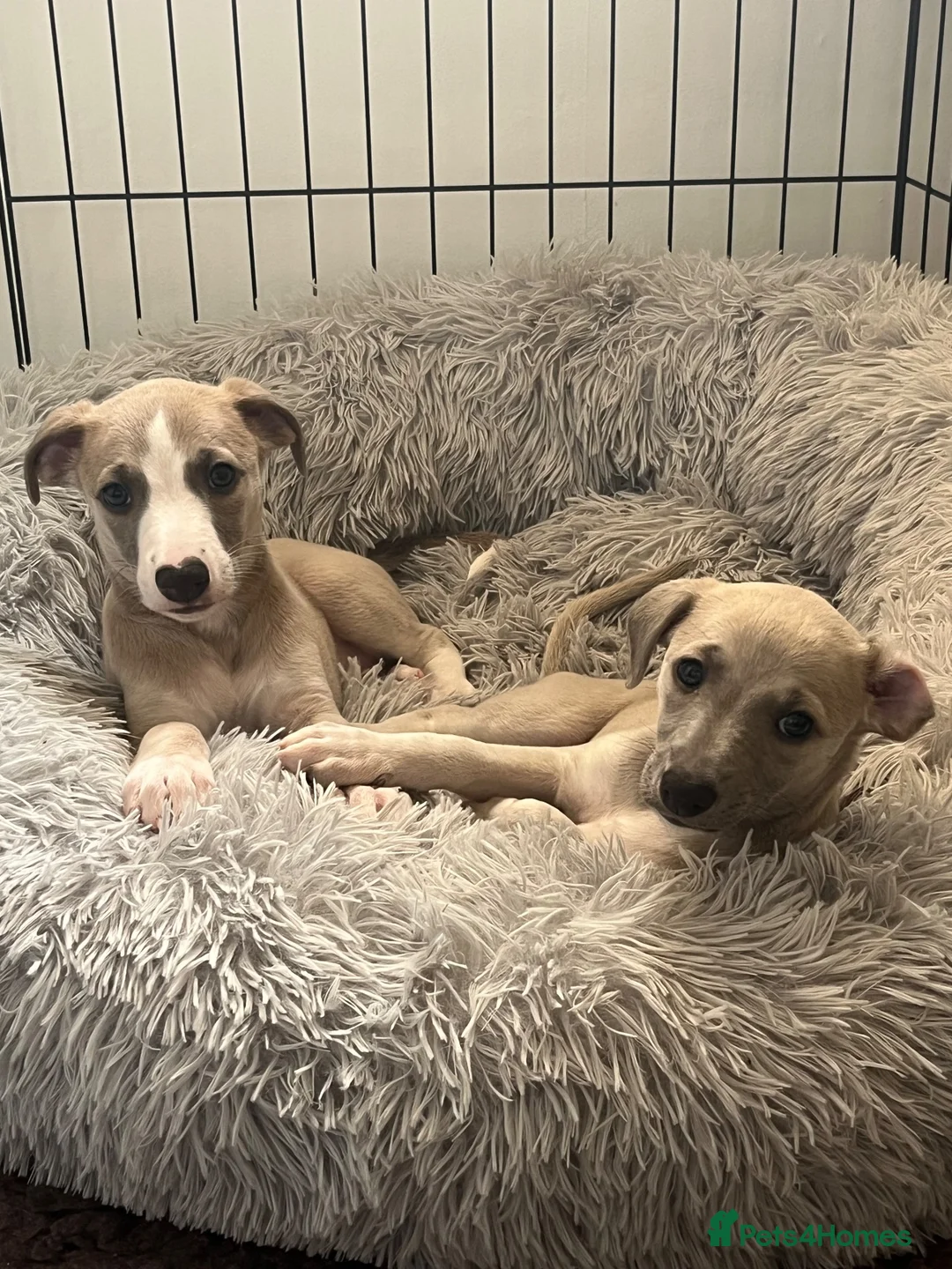 Whippet dogs for sale: Whippet Girl available - Advert 2
