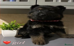 German Shepherd dogs for sale: Playful German Sheperds Puppies for sale!!! - Image 4