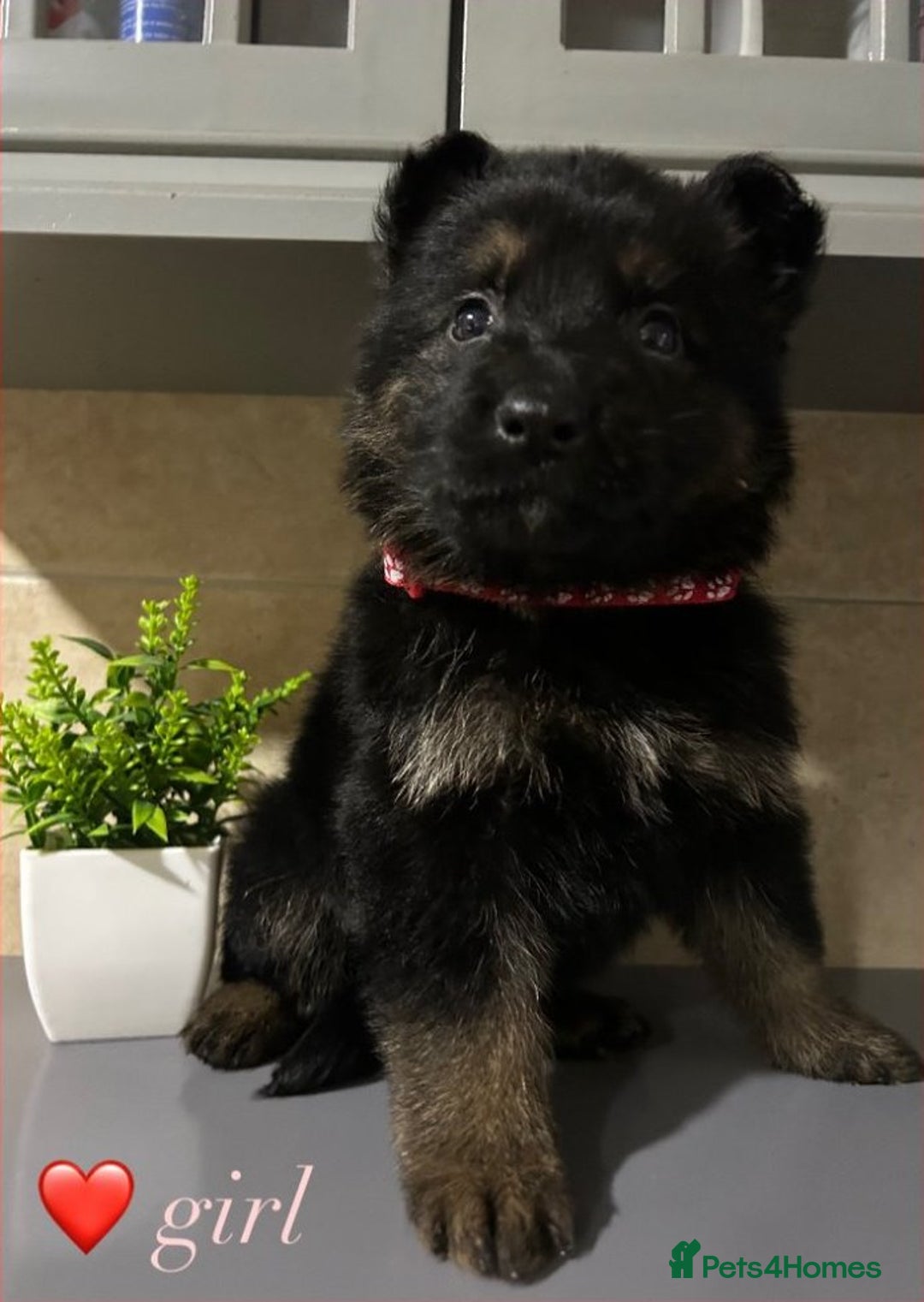 German Shepherd dogs for sale: Playful German Sheperds Puppies for sale!!! - Image 4