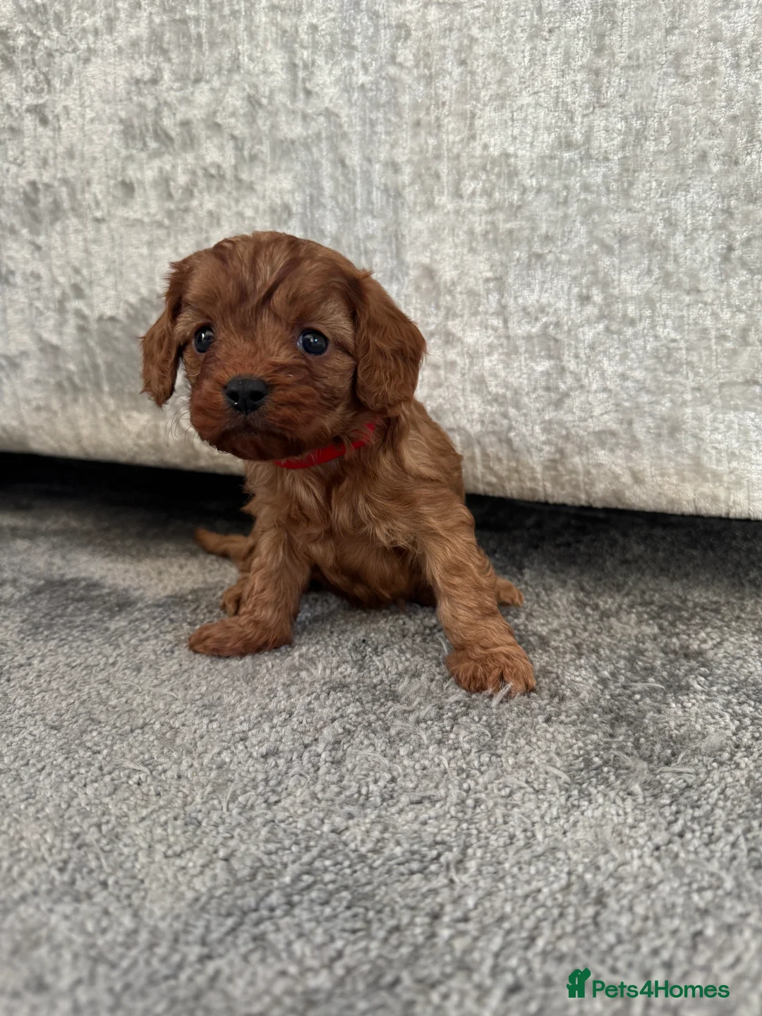 Cavapoo dogs for sale: Superb quality Cavapoo Puppies  - Advert 33