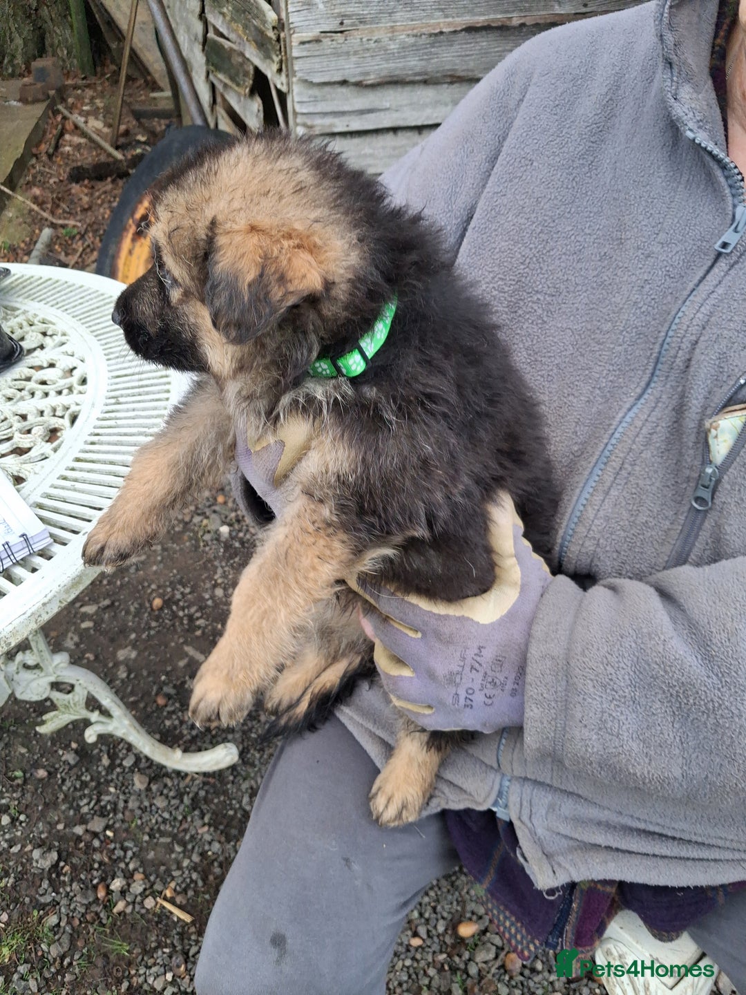 German Shepherd dogs for sale: Super litter of fully registered gsd pups - Advert 7