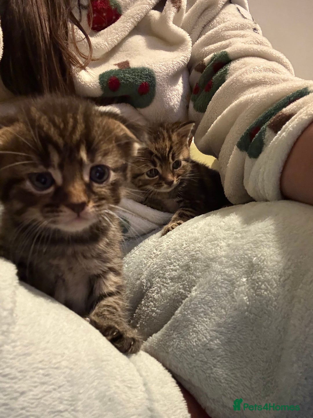 Scottish Fold cats for sale: 🐾ADORABLE SCOTTISH KITTENS FOR SALE🐾  - Image 11