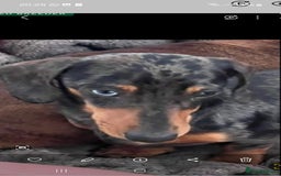 Miniature Dachshund dogs for sale: Kc miniature dachshund puppies - Image 5