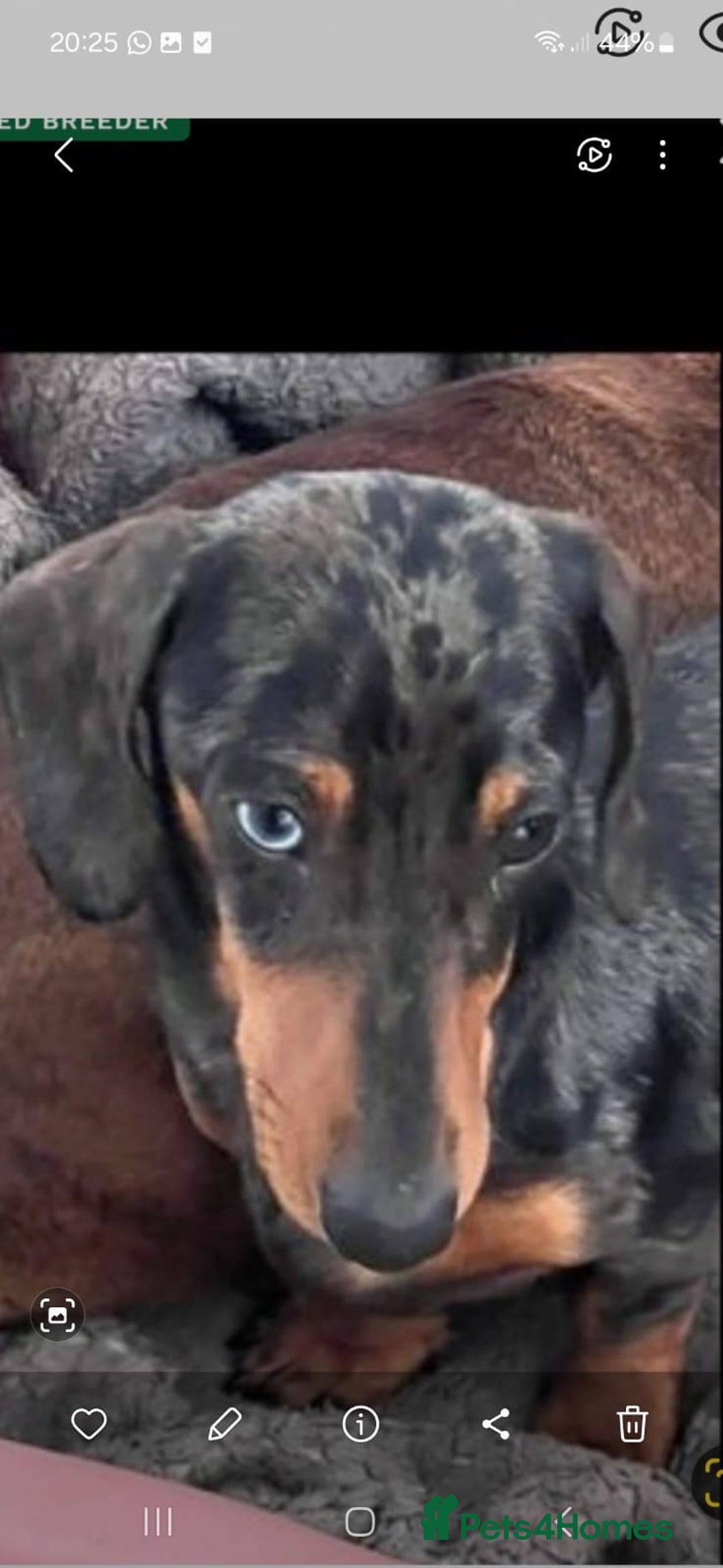Miniature Dachshund dogs for sale: Kc miniature dachshund puppies - Image 5