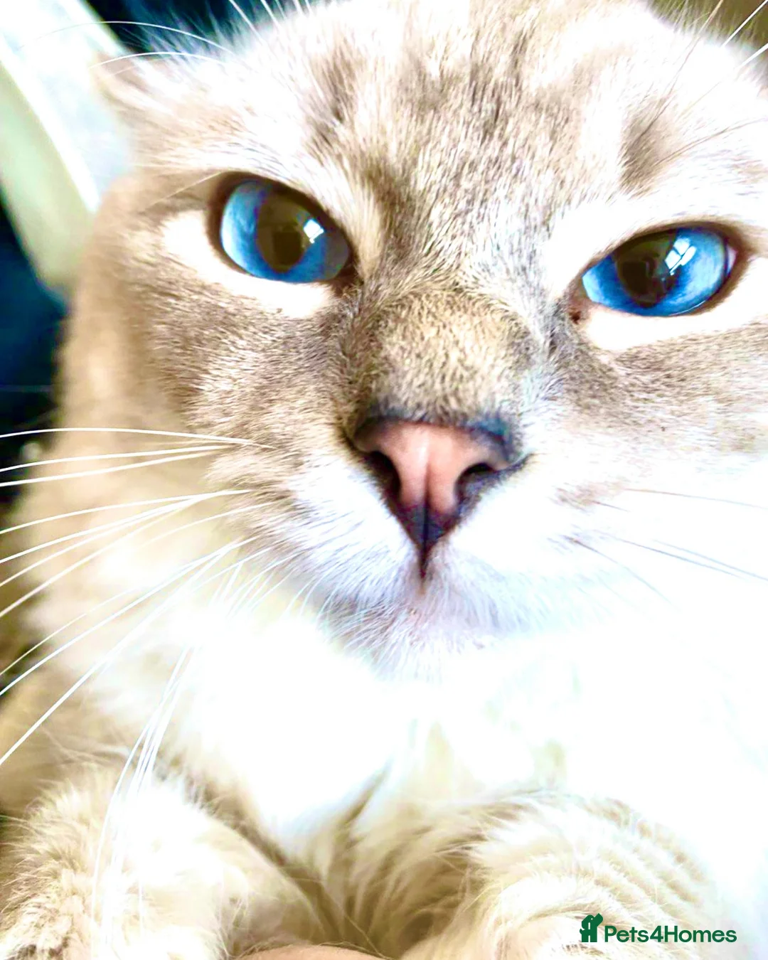 Ragdoll cats for sale: Lovely Ragdoll looking for lovely family - Advert 28