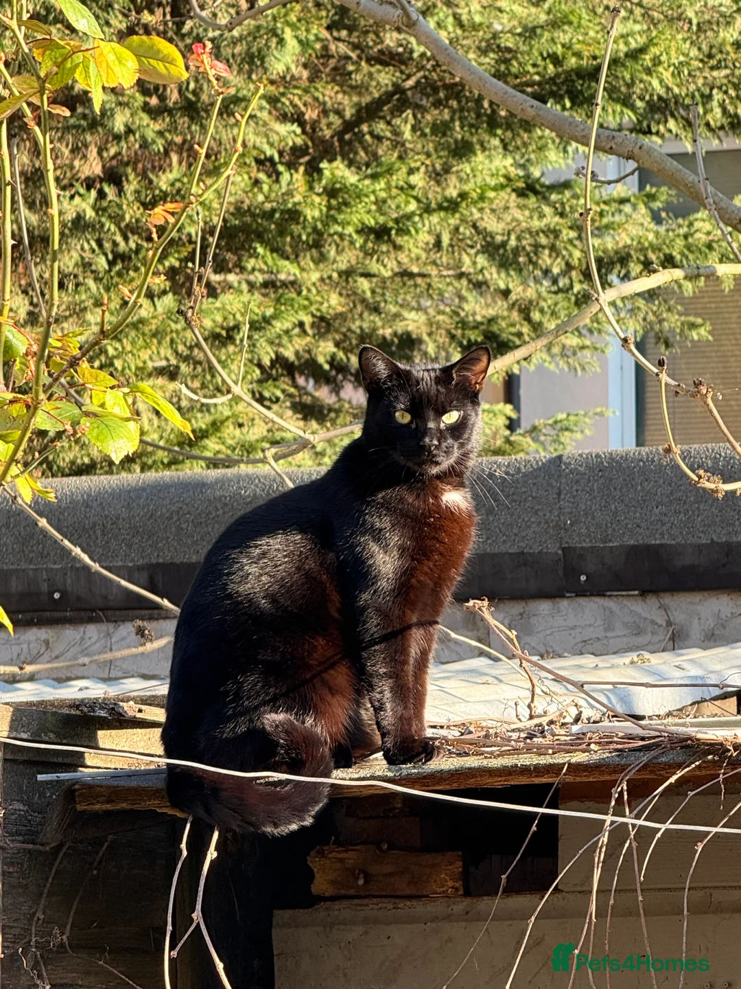 Bombay cats for sale: Sweet Cat Looking for His Forever Home - Advert 9