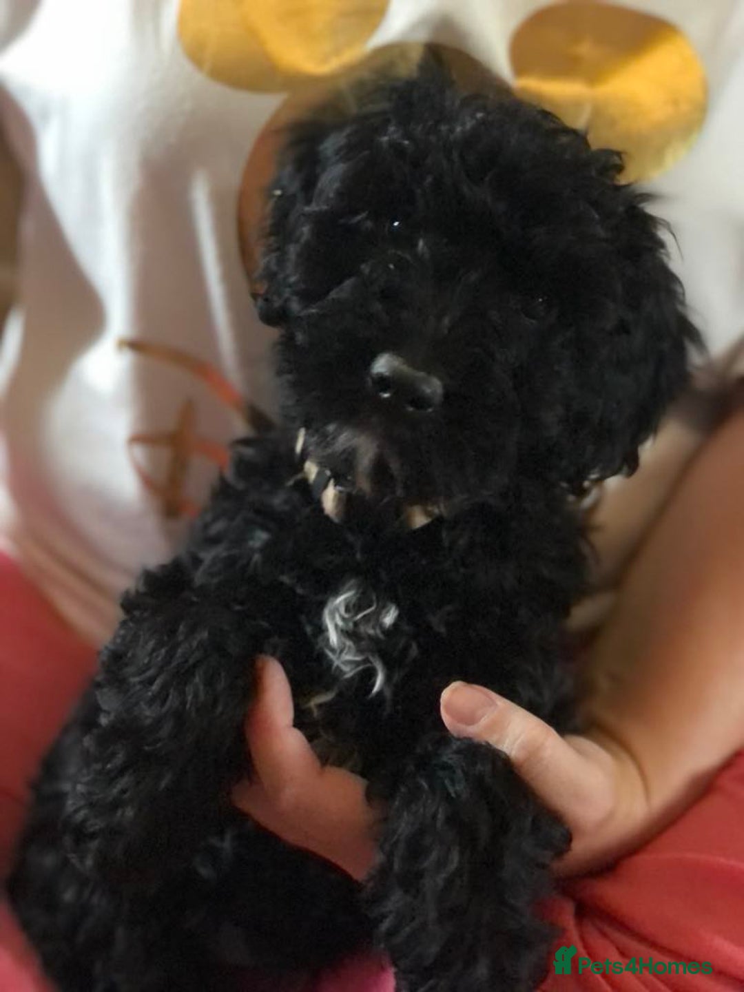 Miniature Poodle dogs for stud: Teddy boy kc registered poodle  in Carlisle - Advert 10