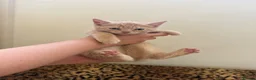 Mixed Breed cats for sale: 5 beautiful kittens  - Advert 9