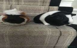 Guinea Pig rodents for sale: 2 lovely male Guinea pigs 4.5 year olds - FREE - Image 1